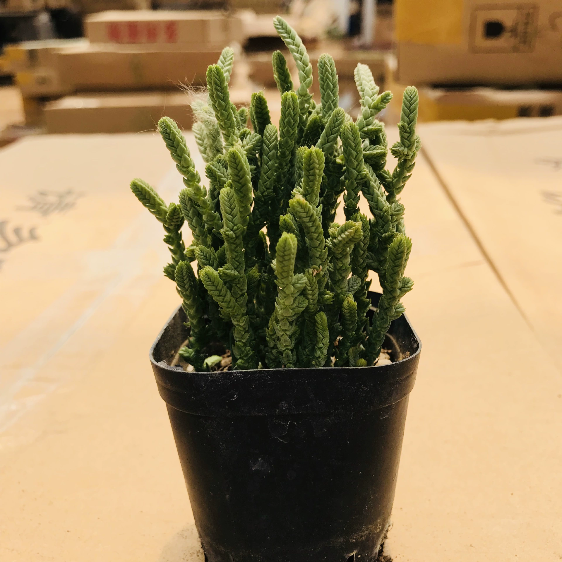 Базовые продажи Веселые мясистые зеленые мясистые растения Комбинация горшков Офис Творческие цветы Зеленый замок Дракон