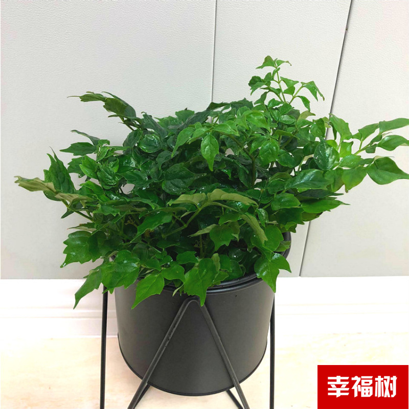 Planta verde de escritorio mayorista flor de oficina flor de rosa verde árbol rico base de plantas de maceta interior suministro image 12