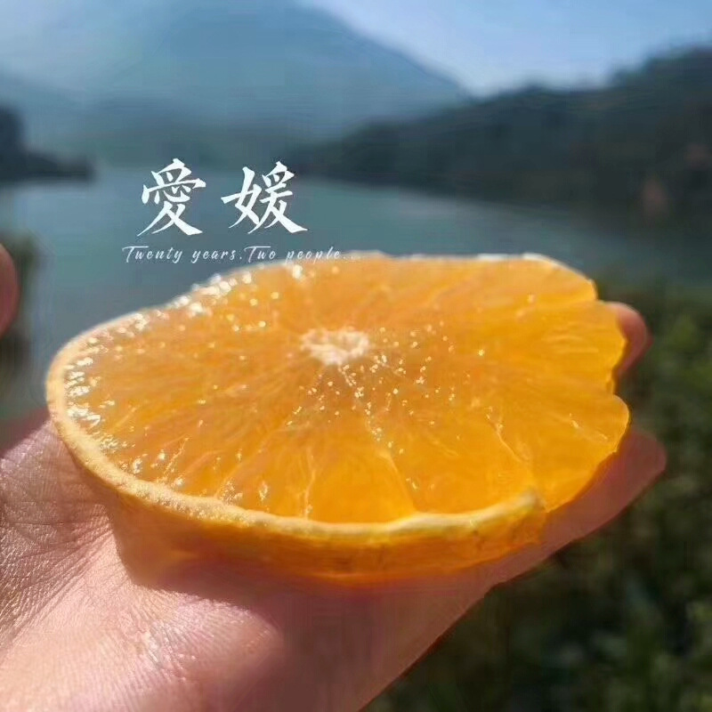 红美人004_副本