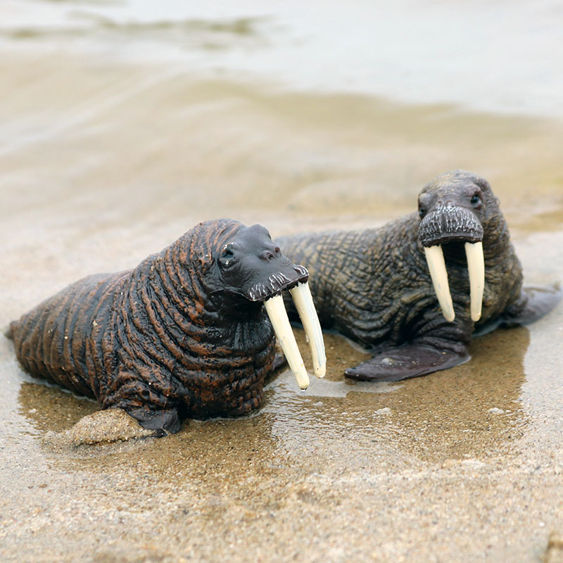 海象