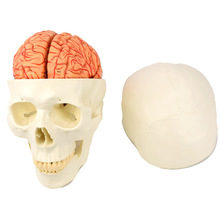 正品人体头骨模型附脑动脉模型骨架模型骨骼模型大脑模型骨科医用