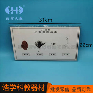 �t�帲Ĥ�˱��ЌW����̌Wģ�� ԭɫ�˱� �̌W�x��