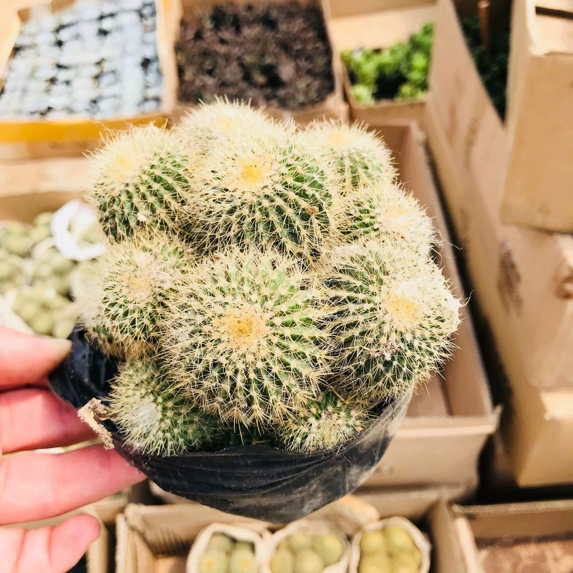 Мясистый Настольный Кактус в горшке Золотая Обезьяна мясистая группа зеленое растение в горшке комнатный формальдегид сосание Золотая Обезьяна