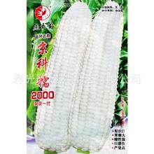 京科糯2000糯玉米种子 早熟抗病高产粘玉米甜玉米 甜糯玉米种籽孑