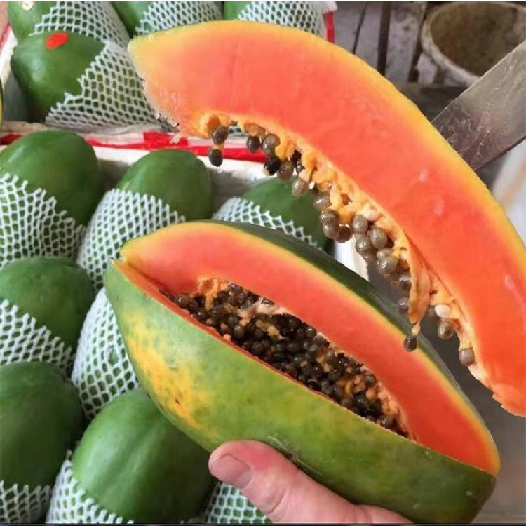红心木瓜广西 水果新鲜牛奶木瓜整箱9斤现摘热带水果一件代发批发