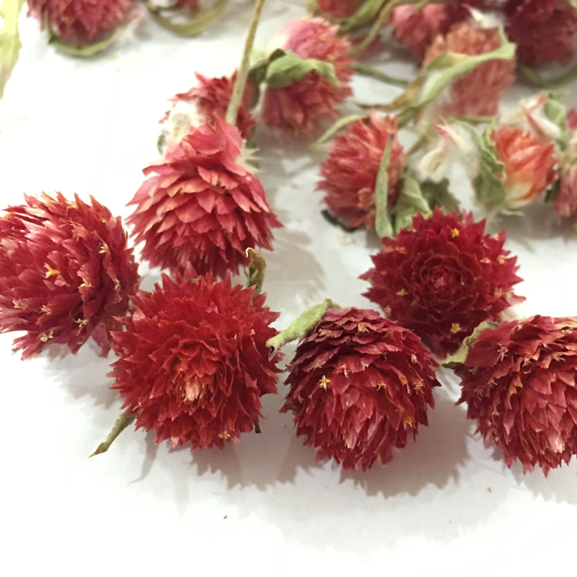 Dried Red Plum Blossom Flower Heads Hong Qiao Mei Loose Herbal Tea and Decorative Dried Flowers 500g key features