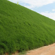 草坪种子庭院别墅美国四季青狗牙根黑麦草草籽耐寒护坡牧草不修剪
