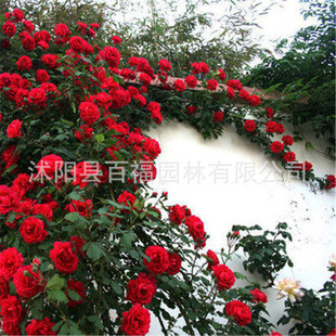 Wholesale Vine Rose Climbing Plant Large Flower Fragrant Rose Flower Rose Green Plant Flower Potted Ouyue