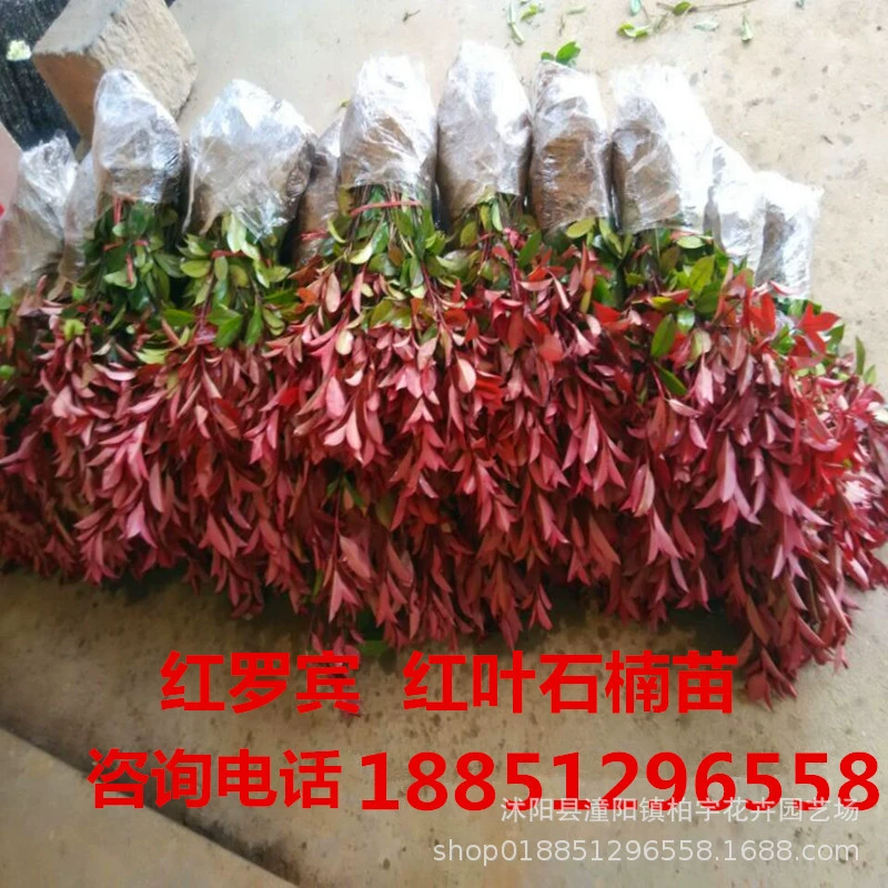 Фотиния саженец Двор Забор саженец дерева Фотиния саженец Фотиния мяч Красный Робин Фотиния Саженец