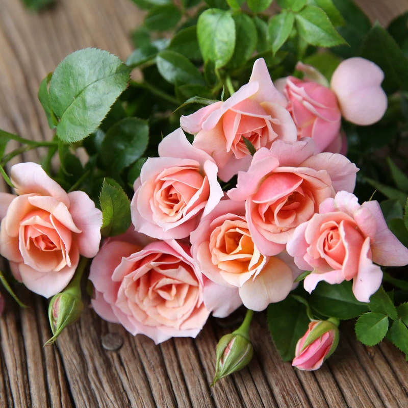 Большие цветы Ароматный Цветок розы Мяо Сенхапель Балкон Сад Роза в горшке розовый Four Seasons