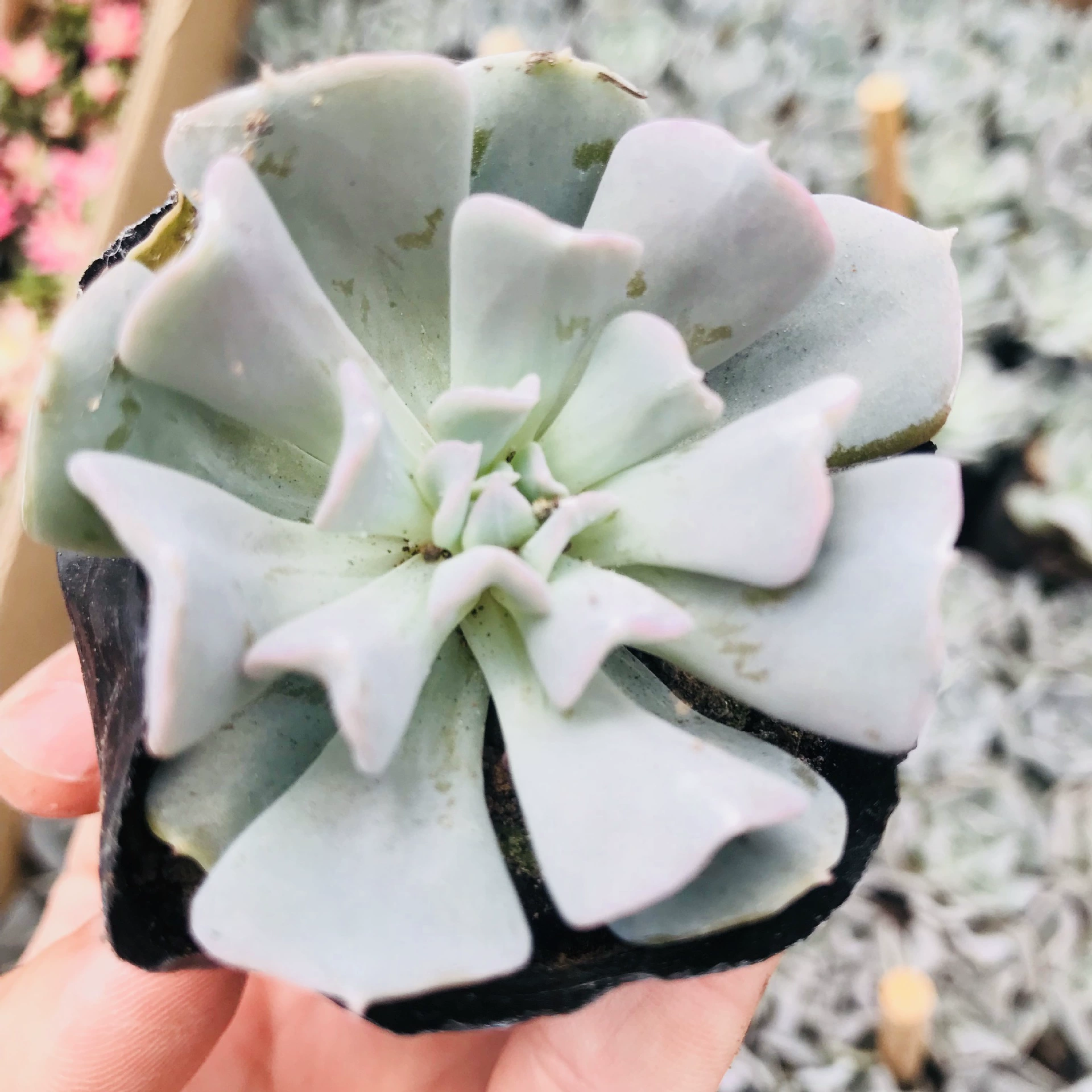 Комбинация мясистых растений в горшке Специальные цветы Юлиана Зеленые растения оптом Мясистые комнатные всасывающие формальдегид Симпатичное мясо Специальное Юлиан