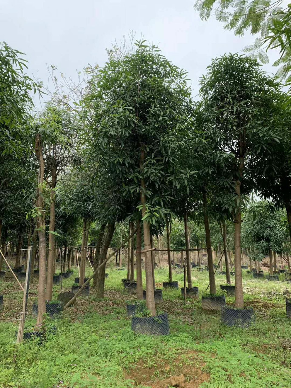 扁桃树苗,扁桃苗,扁桃树苗批发(第5页)_大山谷图库