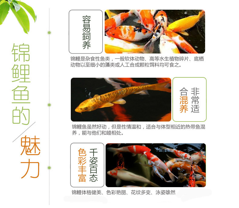 大量批发锦鲤鱼苗观赏鱼苗 秋翠锦鲤
