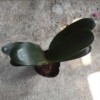 [Base direct batch] High -end indoor potted long leaves, long leaf gentleman orchid potted plants wide -leaf gentleman orchid plants