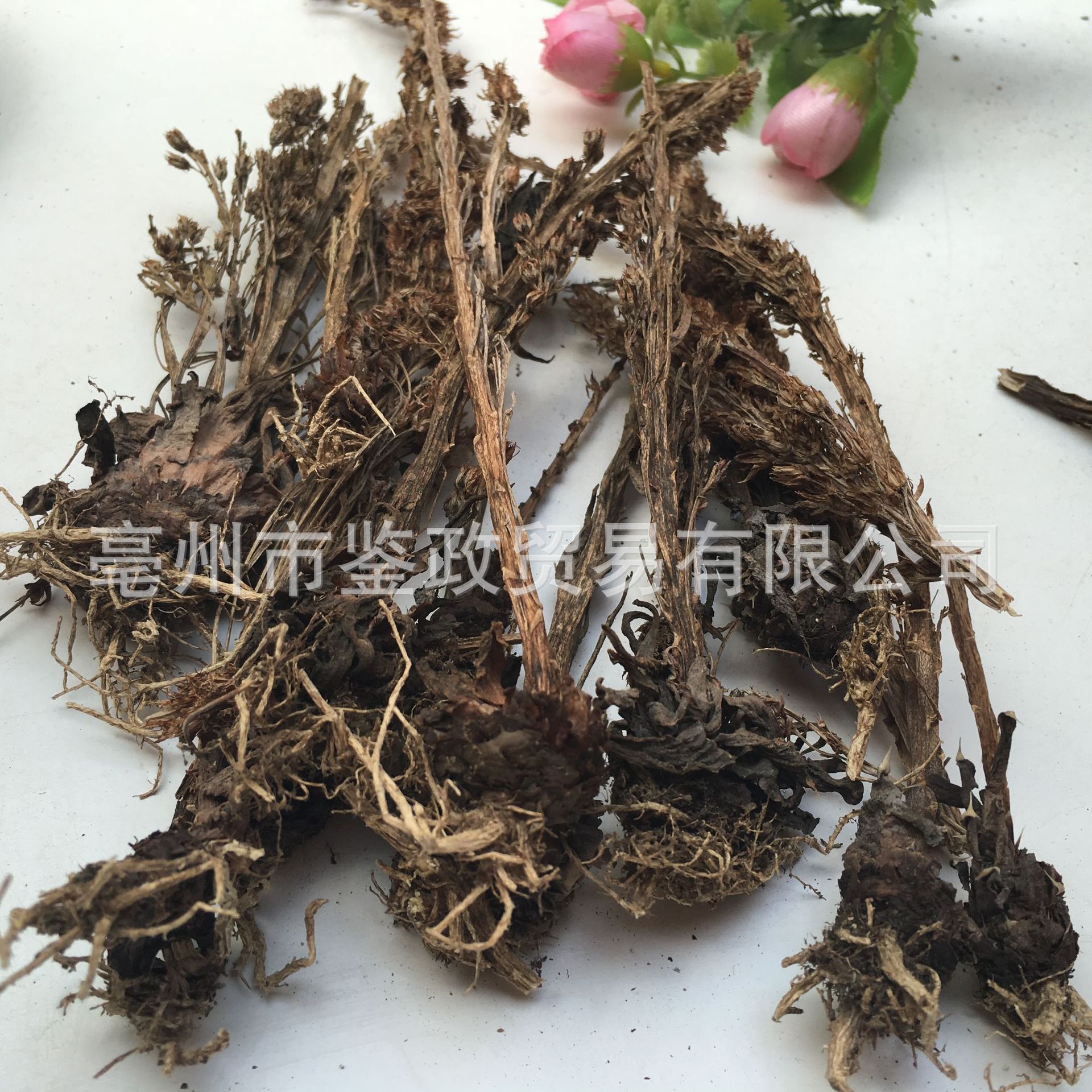 Dried Orostachys Herb Wasong 瓦松 Whole Plant 500g Bag Traditional Chinese Herbal Botanical key features