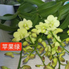 The base batch of the Dendrobium series of Dendrobium series does not contain pots of high -end high -end New Year's Eve flowers, green plants, green plants, nourishment