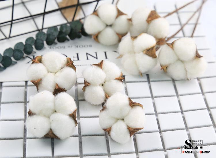 棉花0106.jpg