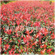 �������l���Uʯ� �G���t�_�e�t�~ʯ� �нӼt�~ʯ���ľ����