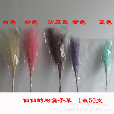 Prostitute Dried flowers wholesale Wedding celebration reed Dried flowers decorate Imported cattail Factory sales