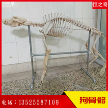 動物標本狗 動物標本狗批發 促銷價格 產地貨源 阿里巴巴 動物標本狗 動物標本狗批發 促銷價格 產地貨源 阿里巴巴