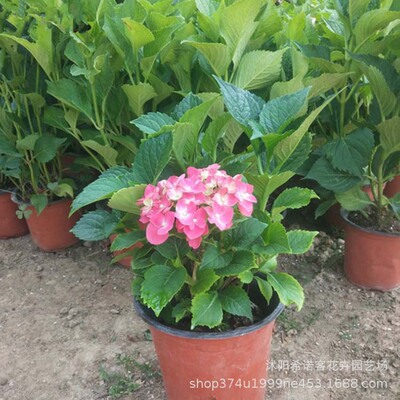 八仙花批发 绣球花苗变色盆栽花卉庭院绿化地栽苗夏无尽当年开花