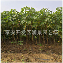 �½��o������ľ���l ����һ���� 1.5���֟o��������