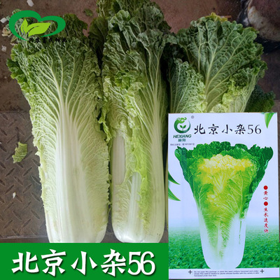 货源北京小杂56小白菜种子 农田菜园种黄心小白菜籽蔬菜种子批发