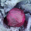Purple cabbage seeds cabbage cabbage seeds, cabbage seeds, white cabbage seeds, vegetable seeds wholesale vegetables