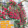 Teng Ben Rose Flower Miao Daosheng Courtyard Plant Pottery Potted Rose Rose Climbing Teng Rose Four Seasons Four Flower Four