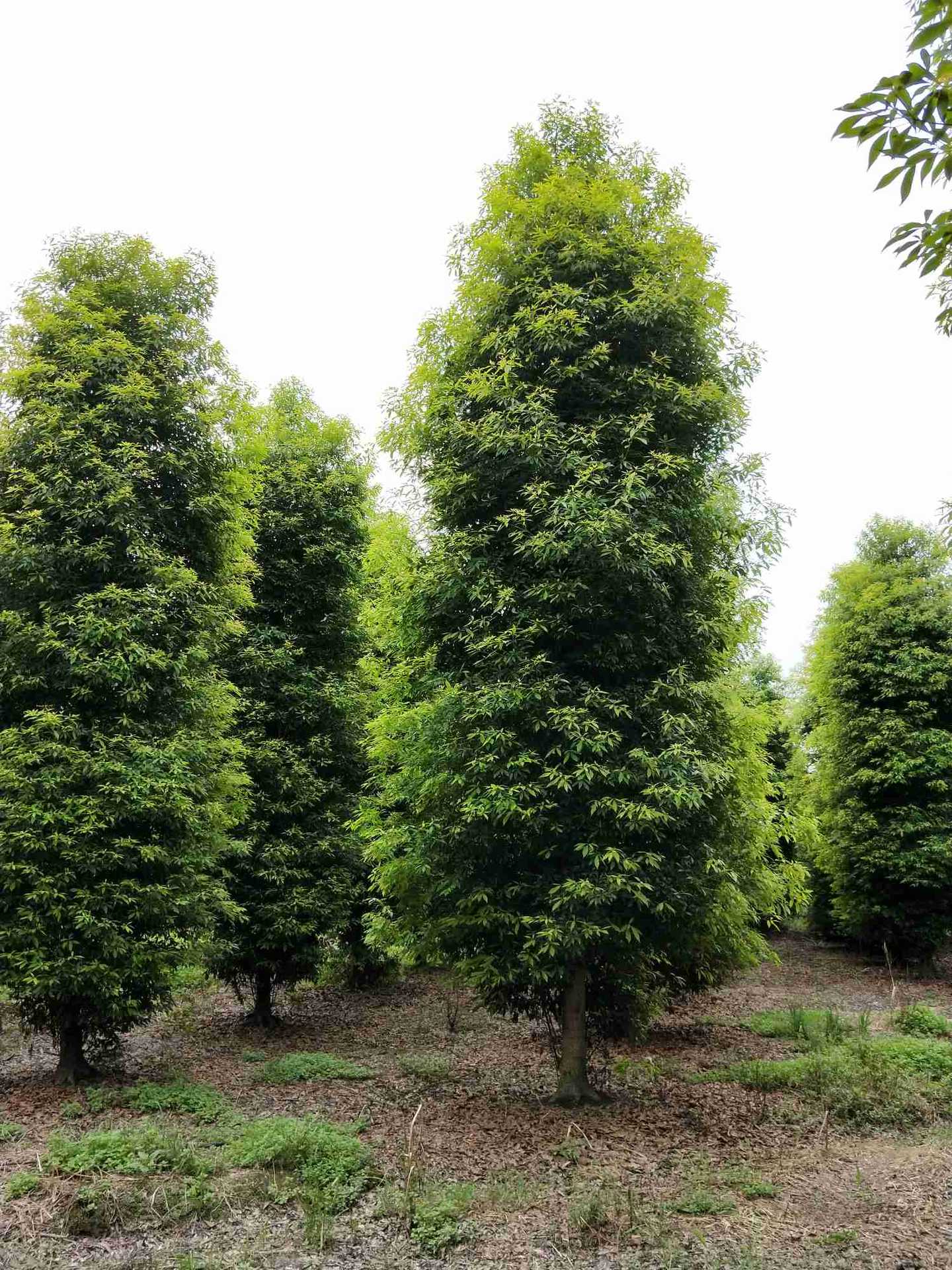 桢楠树寓意,桢楠树的寓意与风水,桢楠什么意思(第4页)_大山谷图库