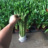 [Base directly batch] Guanyin Bamboo Sanli Hydroponic Lotus Lotus Fulled Bamboo Transfer Bamboo Potted Room indoor hydrophobic green plants