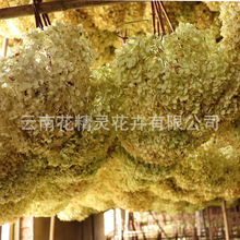 Ƚɻ ɫľ~ɻl ׵bĔz߸