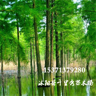 ���l��ɼ�N�ӳذ��������ɷN��������ɼ�|���r�ͮ����·N