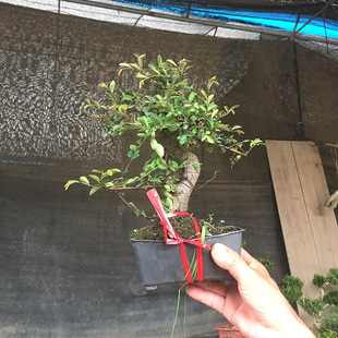 ����ֱ���ܘ������辰��8��S�ͣ��҃��^�p�Ըߙn������͘䘶����