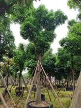 905���ع��� ���ϼt�� 15-20cm��ֲ�� �Ǽ� ȫ�ژ�