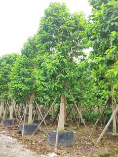 白蘭花樹圖片 海量高清白蘭花樹圖片大全 阿里巴巴