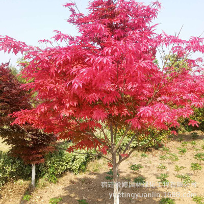 美国红枫树苗 工程绿化苗木小区庭院种植 日本红枫苗街道绿化树苗