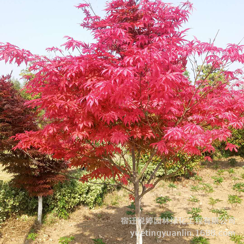 美国红枫树苗 工程绿化苗木小区庭院种植 日本红枫苗街道绿化树苗