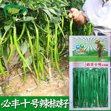 ���Sʮ̖�L�����N�� ���r���üt�ɽ� �r�����N���߲˷N��