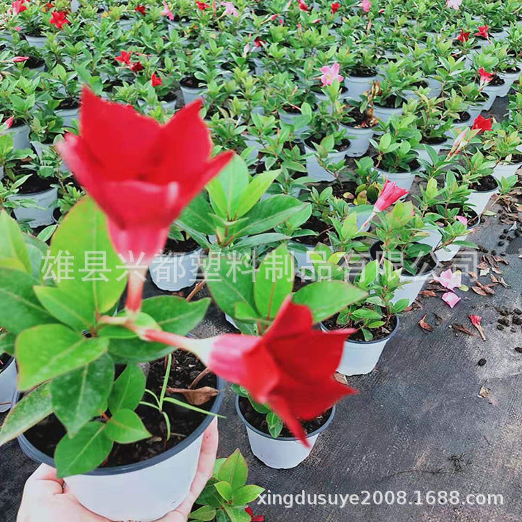 微信图片_20190727173458