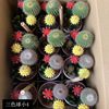 [Base directly batch] Three -color ball fairy ball fairy palm series multi -meat small potted mixed green plant