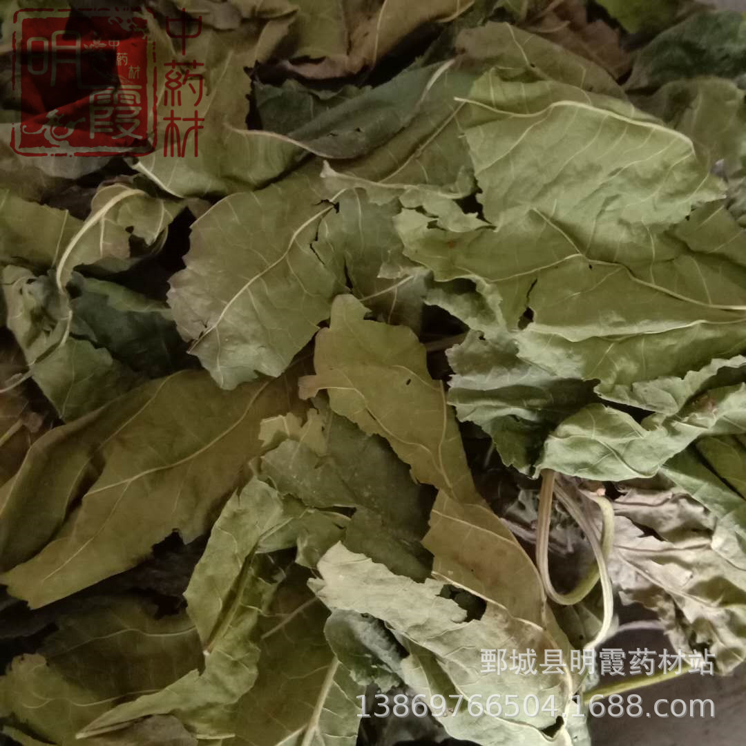 明霞药材 青色【桑叶】1000克产地供应 批发零售