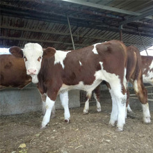 西门塔尔牛小牛犊子 繁殖基础母牛 育肥架子牛 成品肉牛