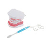 Teaching model removable oral repair model pathological dental model activity tooth model planting model