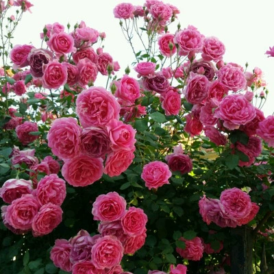 Сладкая красная древесина Ароматный Цветок рассада Mei Lang жемчужный балкон двор стена вьющееся растение вьющаяся лоза чистый сафлор Роза рассада цветов