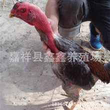 出售脱温越南斗鸡苗出壳7天会吃食的纯种越南斗鸡苗多少钱一只|