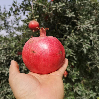 Xinjiang Wada Pomegranate Pia fruit Fresh 5 Place of Origin Straight hair Selection of fruit Sweet package