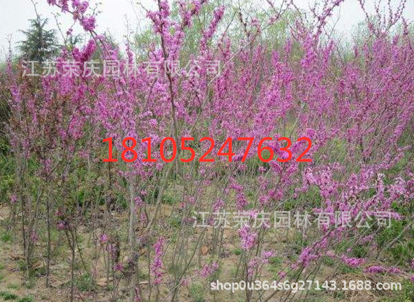丛生紫荆1_副本