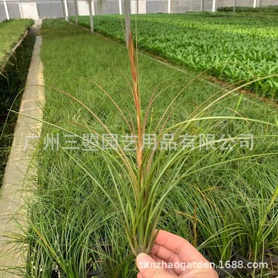 Air pineapple Soft leaf tricolor Seedlings Seedlings Drainage volume Guangzhou gardening Base shipment