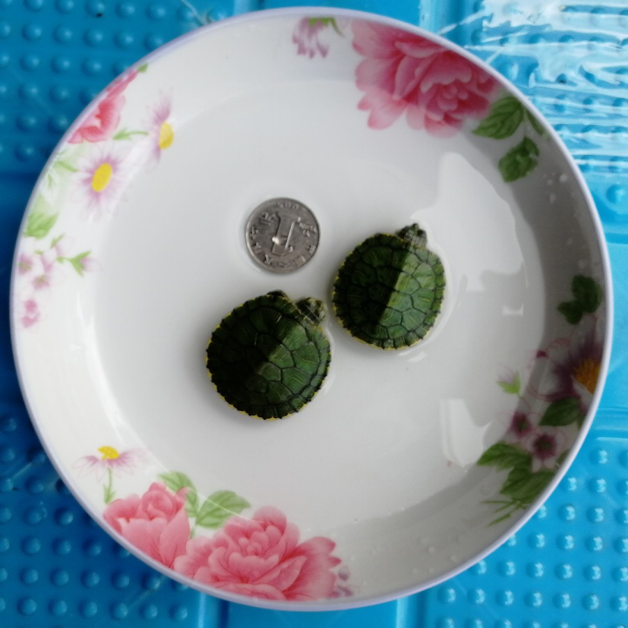 Brazil Hatchlings Mini Little Turtle living thing Pet turtle Water and land Lucky Turtle Town house wholesale Turtle